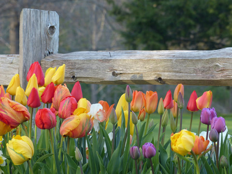 Landscape Companies